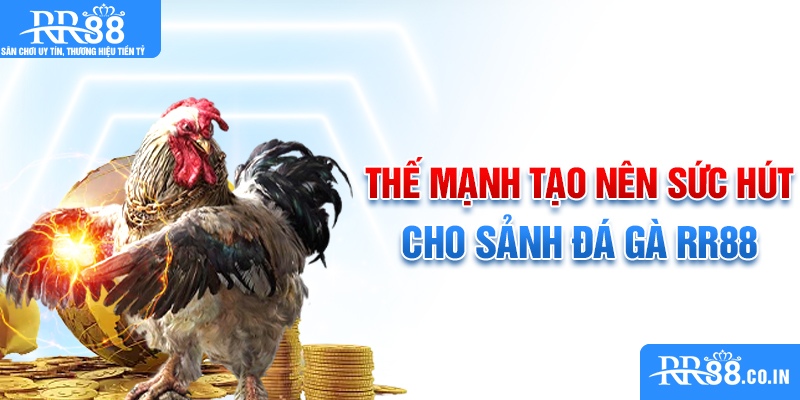 Thế mạnh tạo nên sức hút cho sảnh đá gà RR88